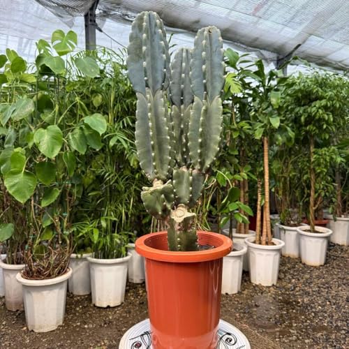 柱サボテン 鬼面角」の人気商品一覧 | 安い商品を通販サイトから探す